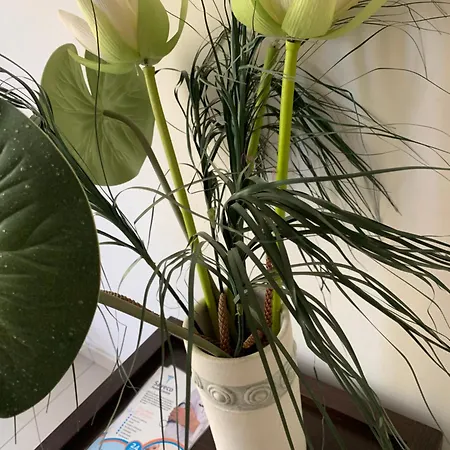 Vip On Makenzie * Larnaca